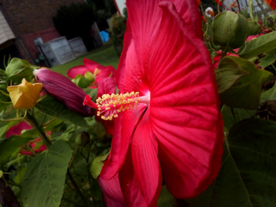 [A side view of a single fully-open red bloom with overlapping petals. Each petal has striations from the center to the outer edge as if it was pleated and the pleats are opening. Protruding from the center of the bloom is a long red stamen with a multitude of what appear to be tiny yellow flowers sticking out parallel to the stem along the entire length of it except for the outermost section.]